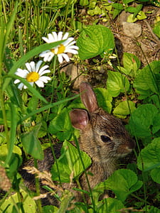brown rabbit near two white flowers thumbnail