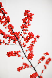 shallow focus photography of red cherries thumbnail