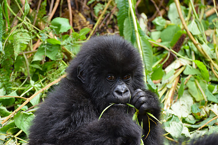 black monkey eating green plants thumbnail