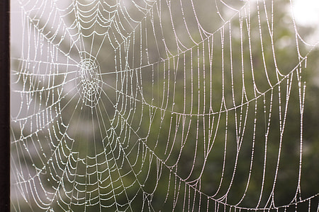Spider web at daytime thumbnail