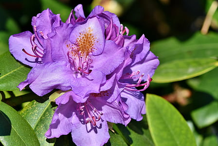 close up photo of purple rhododendron flowes thumbnail