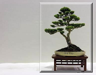 green leafed bonsai plants thumbnail