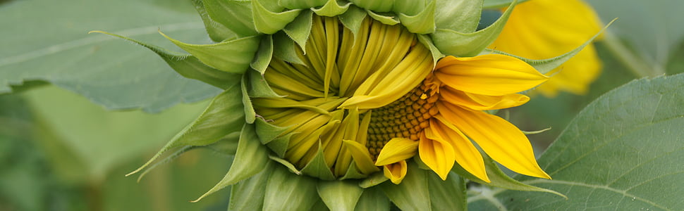 close-up photo of yellow sunflower thumbnail