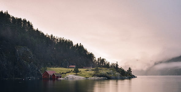 leafed trees near body of water thumbnail