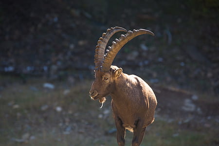 brown ram on ground at daytime thumbnail
