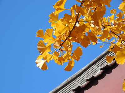 low angle photography of yellow leaf tree thumbnail