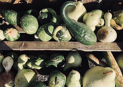 close-up photo of green gourds thumbnail