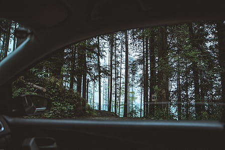 Scenic View of Forest From Car thumbnail