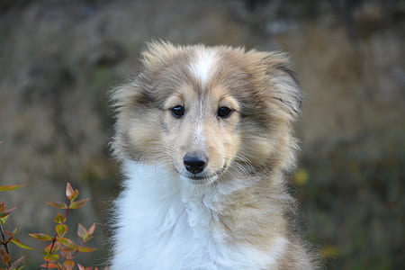 adult white and brown rough collie thumbnail