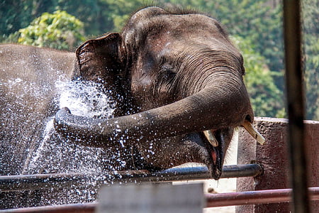 elephant splashing waters thumbnail