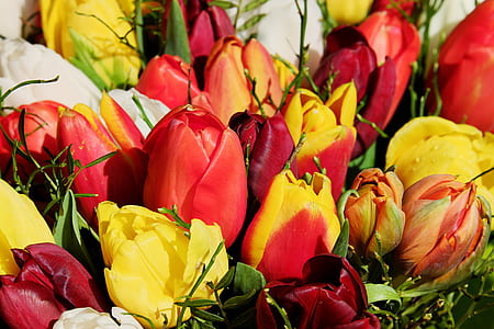 red, yellow, and orange tulips thumbnail
