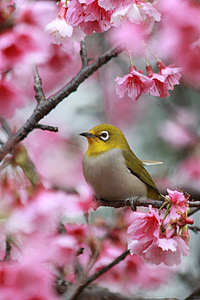 gray and green bird on gray tree branch thumbnail