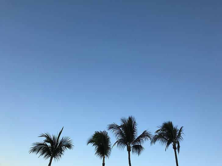silhouette photography of coconut trees