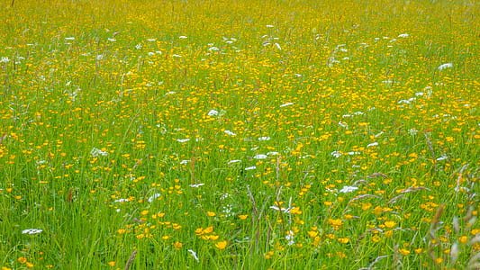 bed of yellow flowers thumbnail