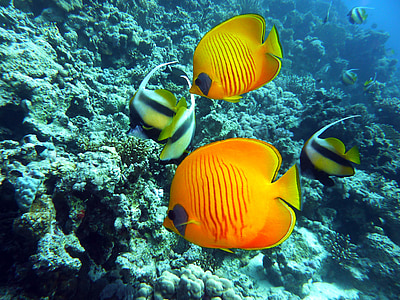 two angel fishes and orange fishes thumbnail