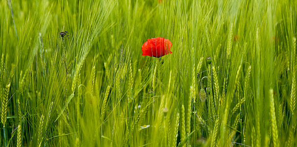 red poppy beside green grass at daytime thumbnail