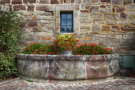 red and yellow flowers beside brown building at daytime thumbnail