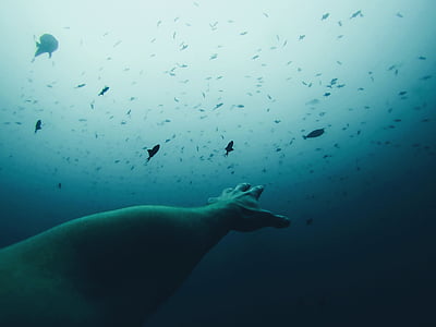 person swimming underwater thumbnail