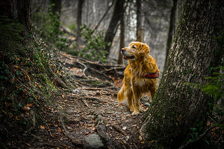 brown dog standing near tree trunk thumbnail