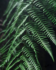 closeup of green fern plant thumbnail