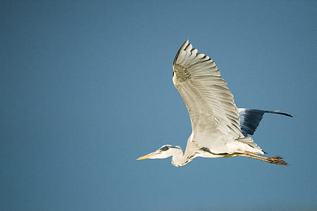 flying white bird in the sky thumbnail
