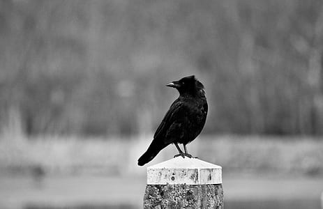selective photo of raven bird perch on tree trunk thumbnail