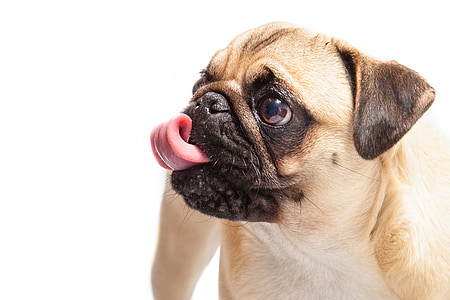 fawn Pug thumbnail