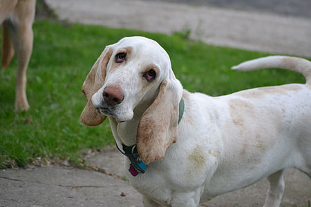 adult tan and white Basset hound thumbnail