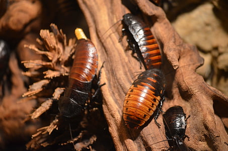 three brown cockroaches thumbnail