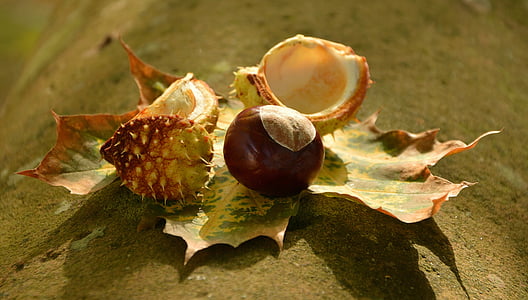green leaf thumbnail