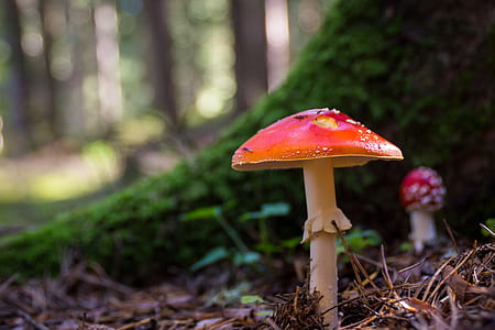 selective focus photography of red mushroom thumbnail
