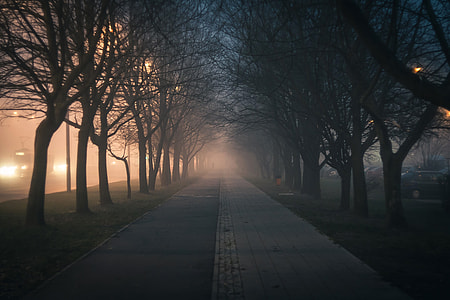 Foggy Walkway through a Corridor of Trees thumbnail