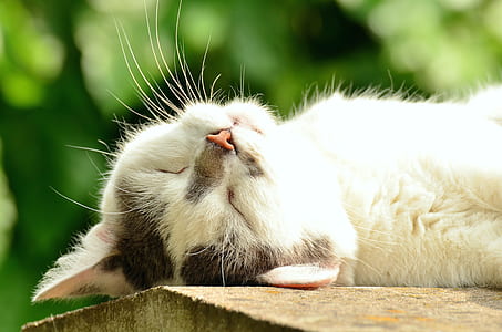 white and black cat on brown wood thumbnail