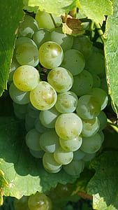 food, grapes, green, fruit thumbnail