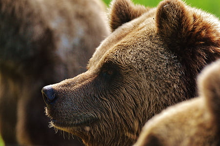Wildlife photography of Grizzly bear thumbnail
