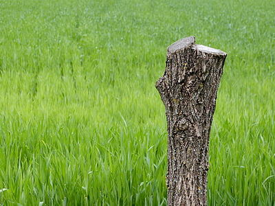 green grass field during daytime thumbnail
