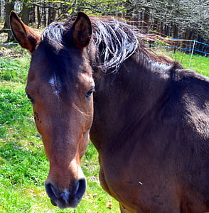 closeup photo brown horse thumbnail