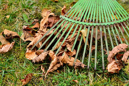 dried leaves on green rake thumbnail