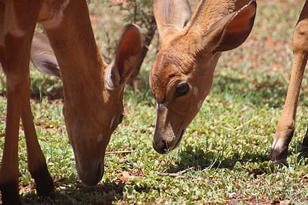 Two Brown Deers on Grass Field thumbnail