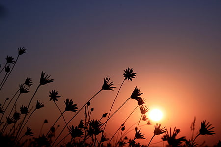 silhouette of flowers under sun thumbnail