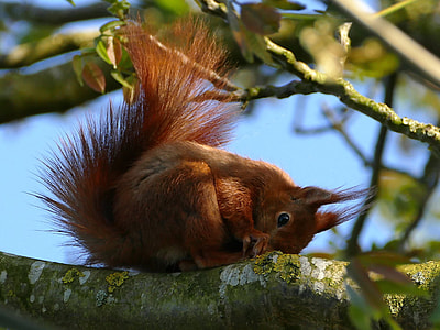brown squirrel on tree branch thumbnail