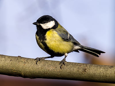 photo of yellow, white, and black bird on top of branch thumbnail