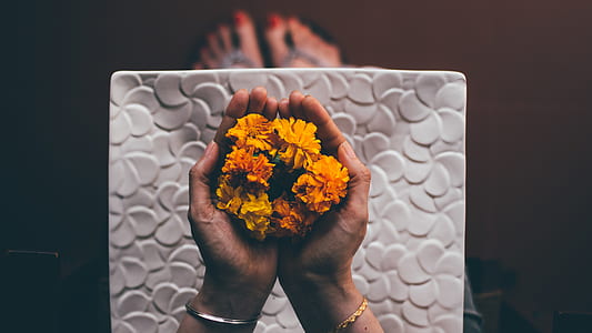 person holding orange marigold flowers thumbnail