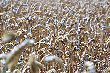 focus photo of wheats thumbnail