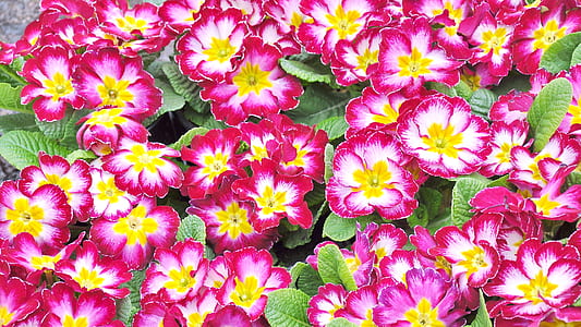 red-white-and-yellow primroses in bloom thumbnail