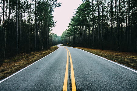 asphalt road surrounded by trees thumbnail