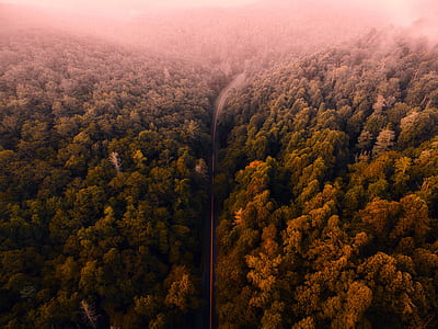 roadway beside forest thumbnail