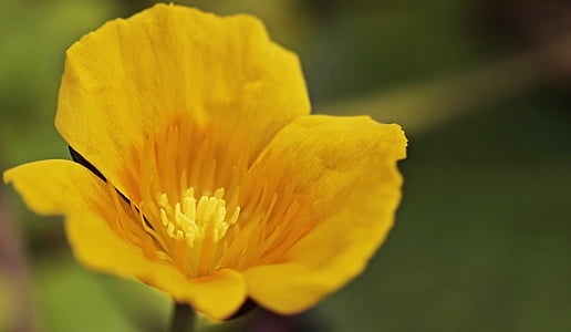 yellow petaled flower in bloom at daytime thumbnail