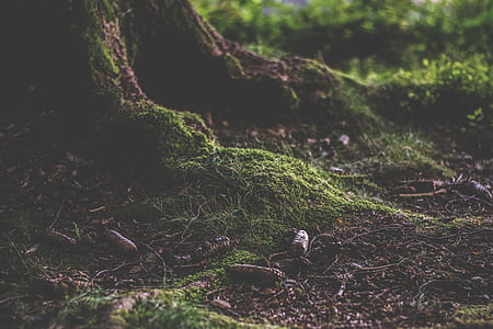landscape, nature, moss, tree thumbnail