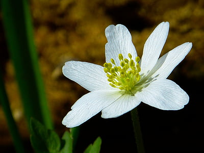 selective focus photography of white petaled flower thumbnail